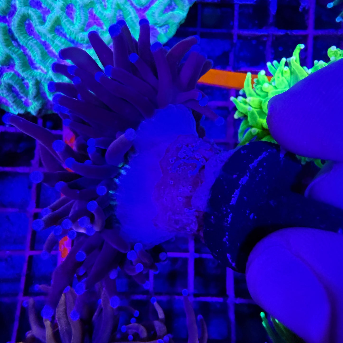 WYSIWYG Ultra Knicks Torch Coral