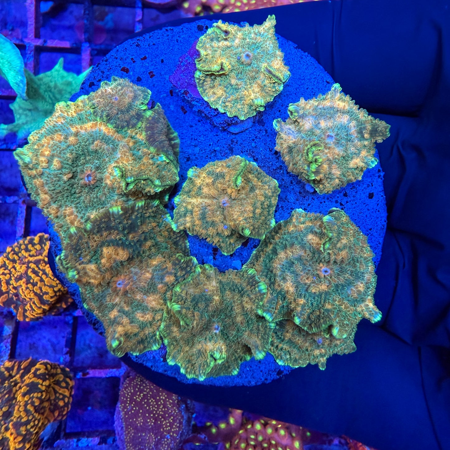 WYSIWYG Mushroom Coral Rock