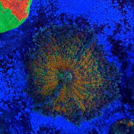 WYSIWYG Yuma Mushroom