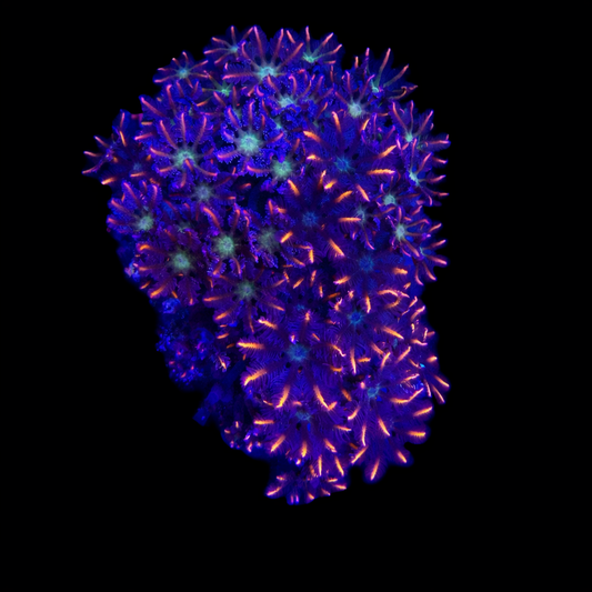 WYSIWYG Ultra Clove Polyp coral