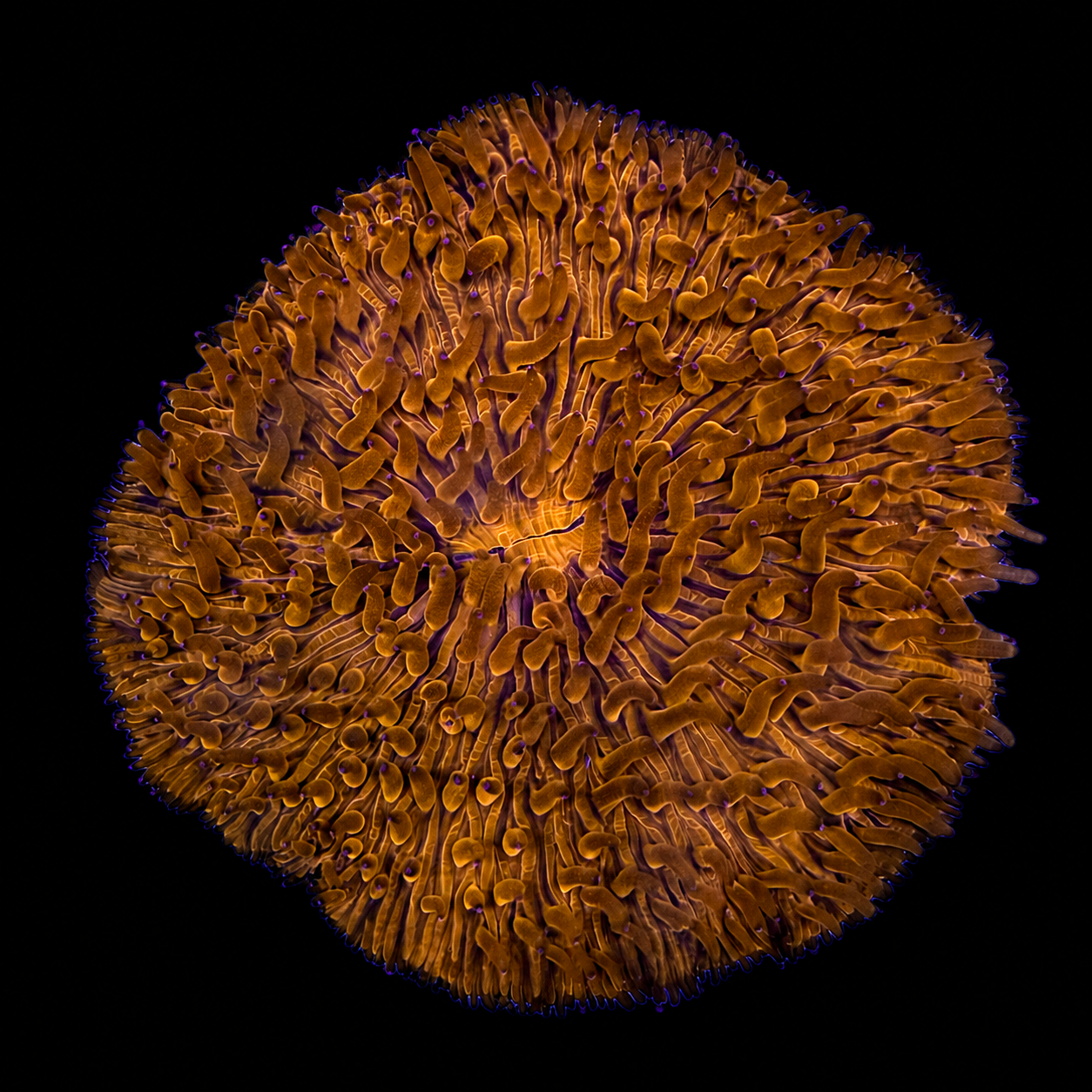 WYSIWYG LG Orange Fungia Plate Coral
