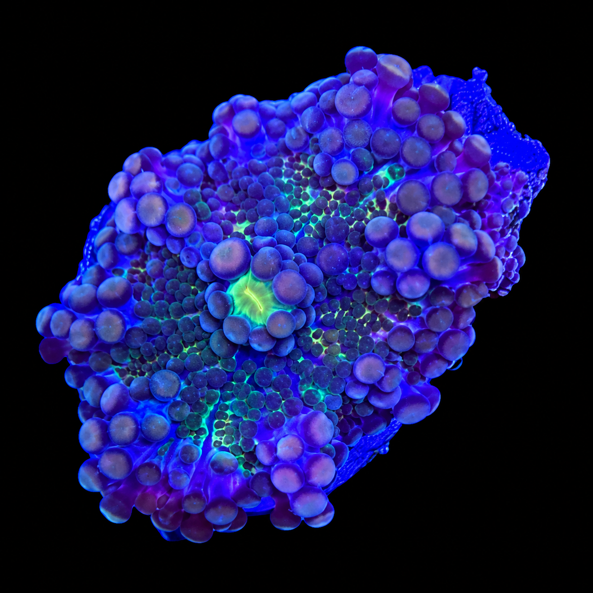 WYSIWYG High End Yuma Coral
