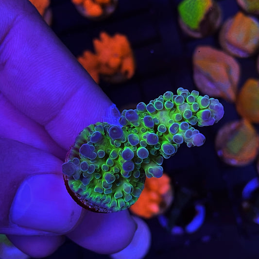 Miyagi Tort Acropora