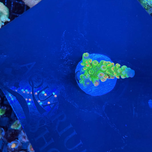 WYSIWYG TSA Peter Pan Acro