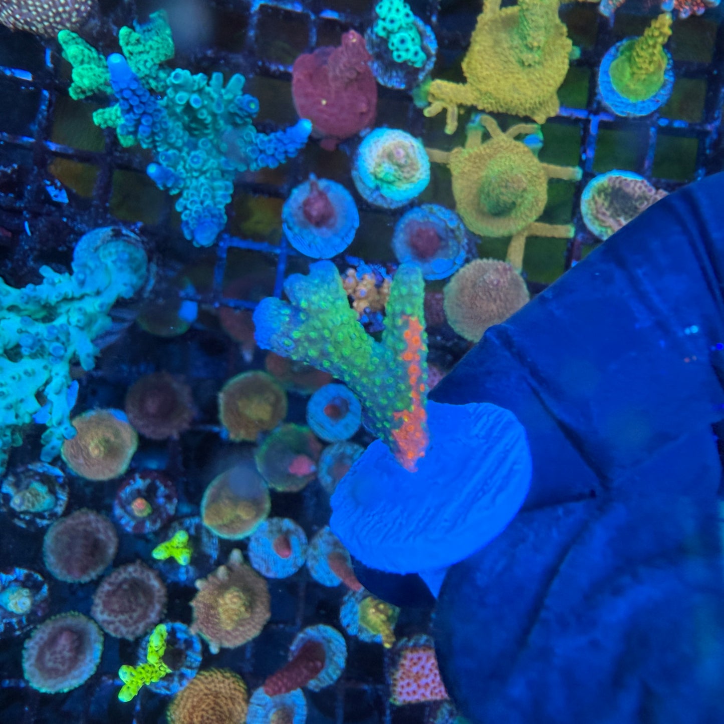 WYSIWYG WWC Contraband Montipora