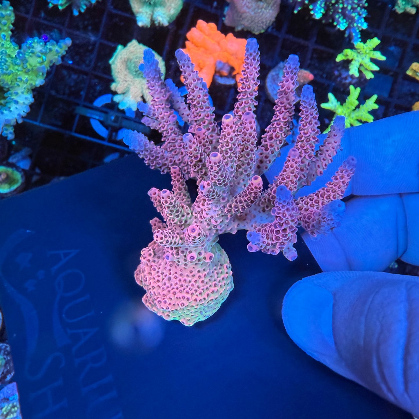 WYSIWYG AS Rainbow Millepora Colony