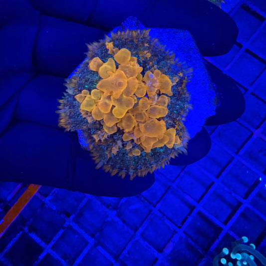 WYSIWYG Sunkist Bounce Mushroom