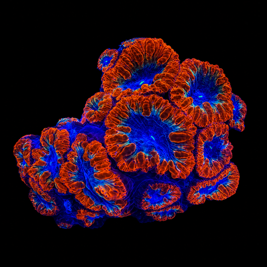 WYSIWYG Blasto Coral