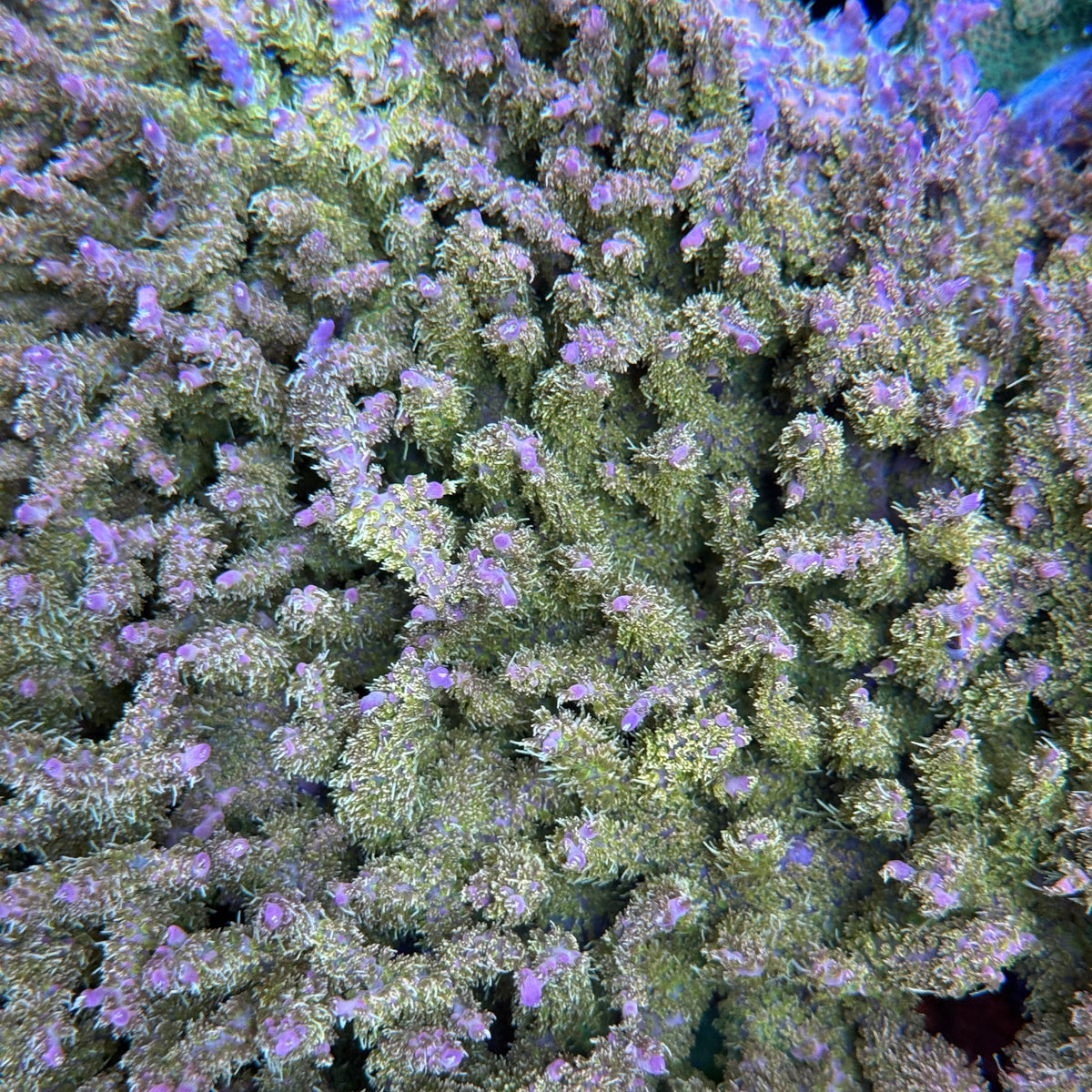 TSA The Fuzz Acropora Coral