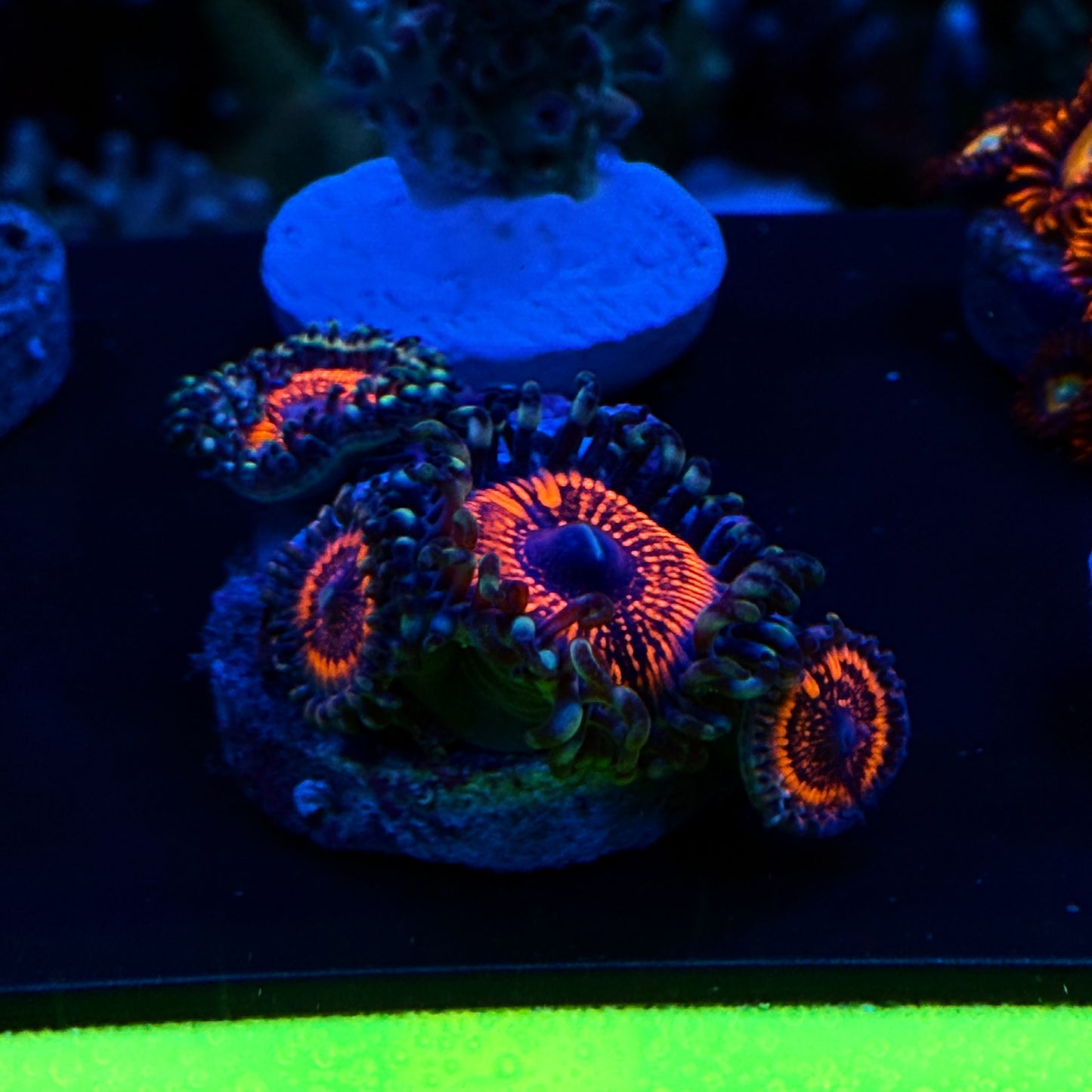 WYSIWYG Armor of God Zoa