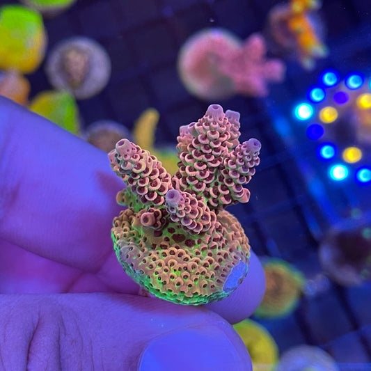 WYSIWYG AS Rainbow Millepora