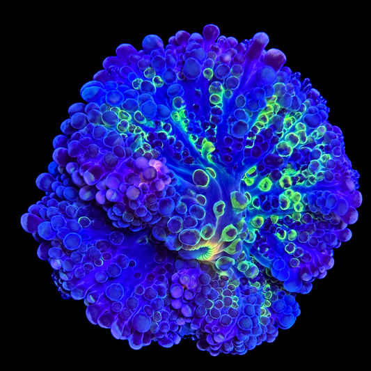 WYSIWYG High End Yuma Coral