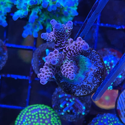 AS Rainbow Millepora