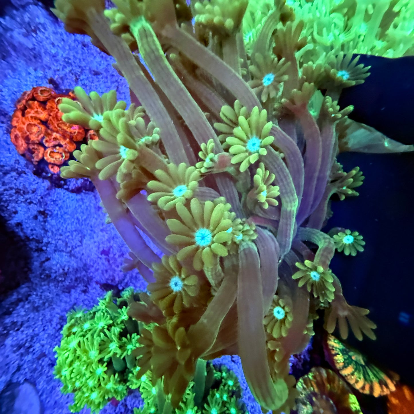 WYSIWYG Green Gonipora