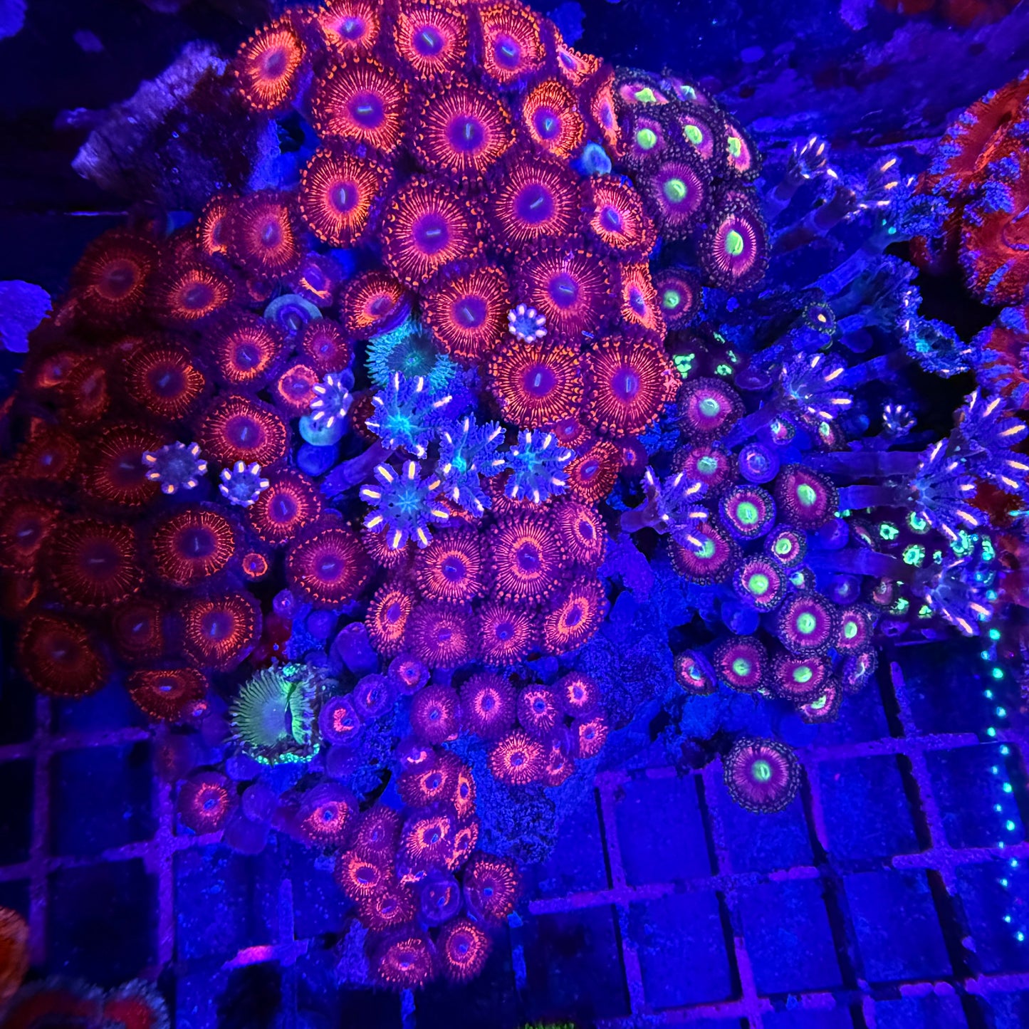 WYSIWYG Zoanthid and Polyp Garden