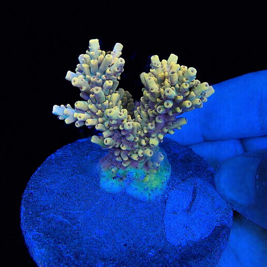 WYSIWYG Pink Floyd Acropora Coral Colony