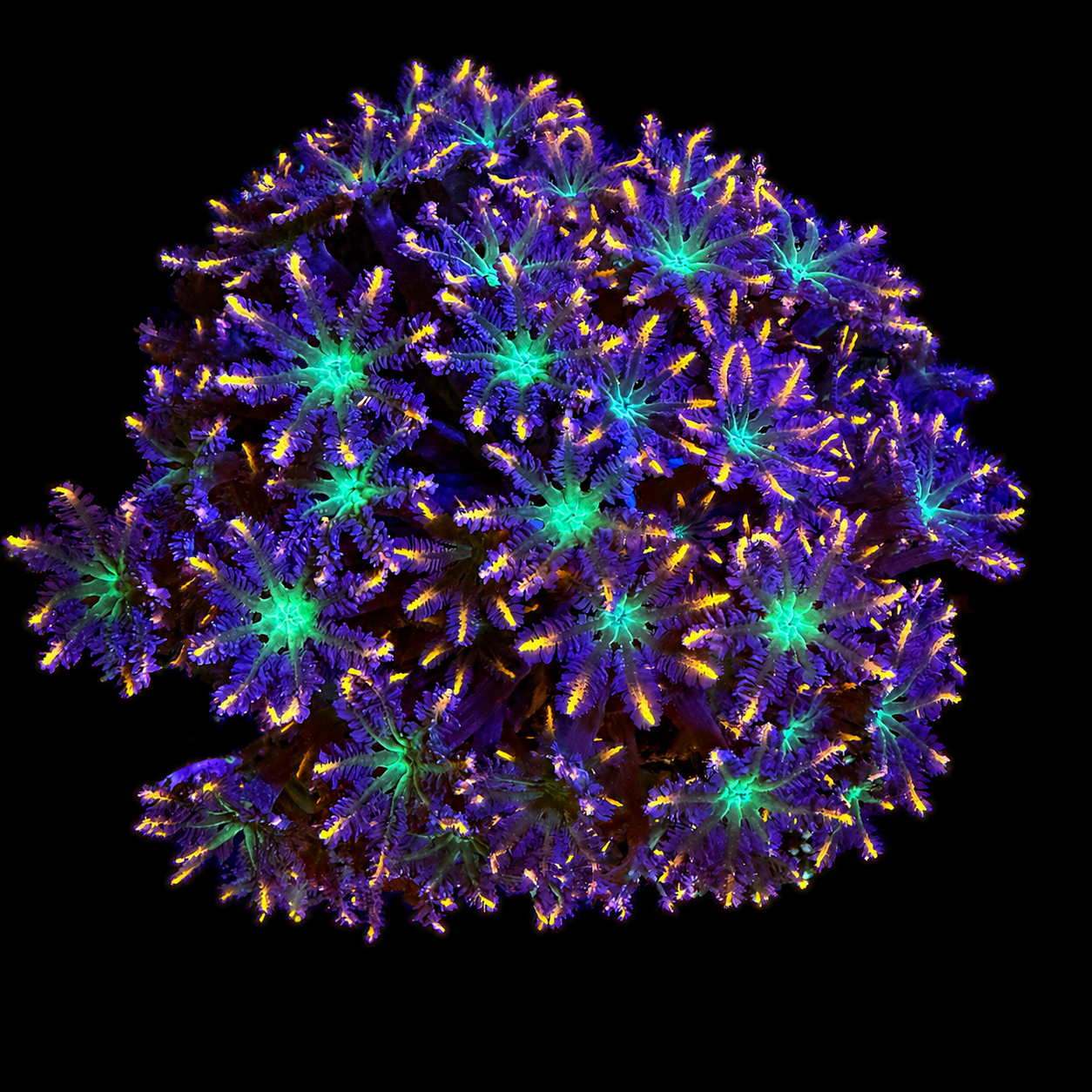 WYSIWYG Ultra Clove Polyp Coral