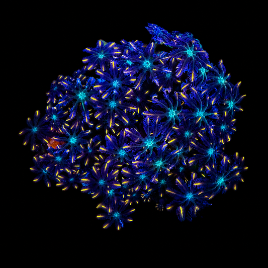 WYSIWYG Ultra Clove Polyp Coral