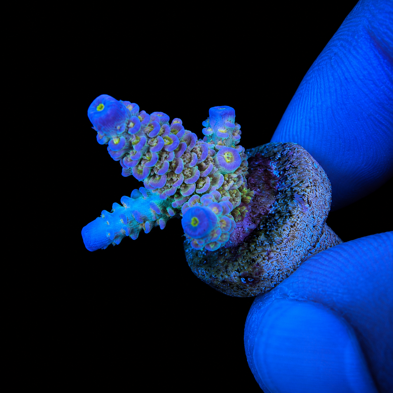WYSIWYG AS Rainbow Acropora Coral Frag