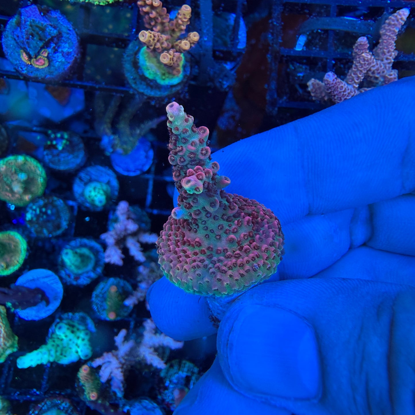 WYSIWYG Phantom Millepora Coral