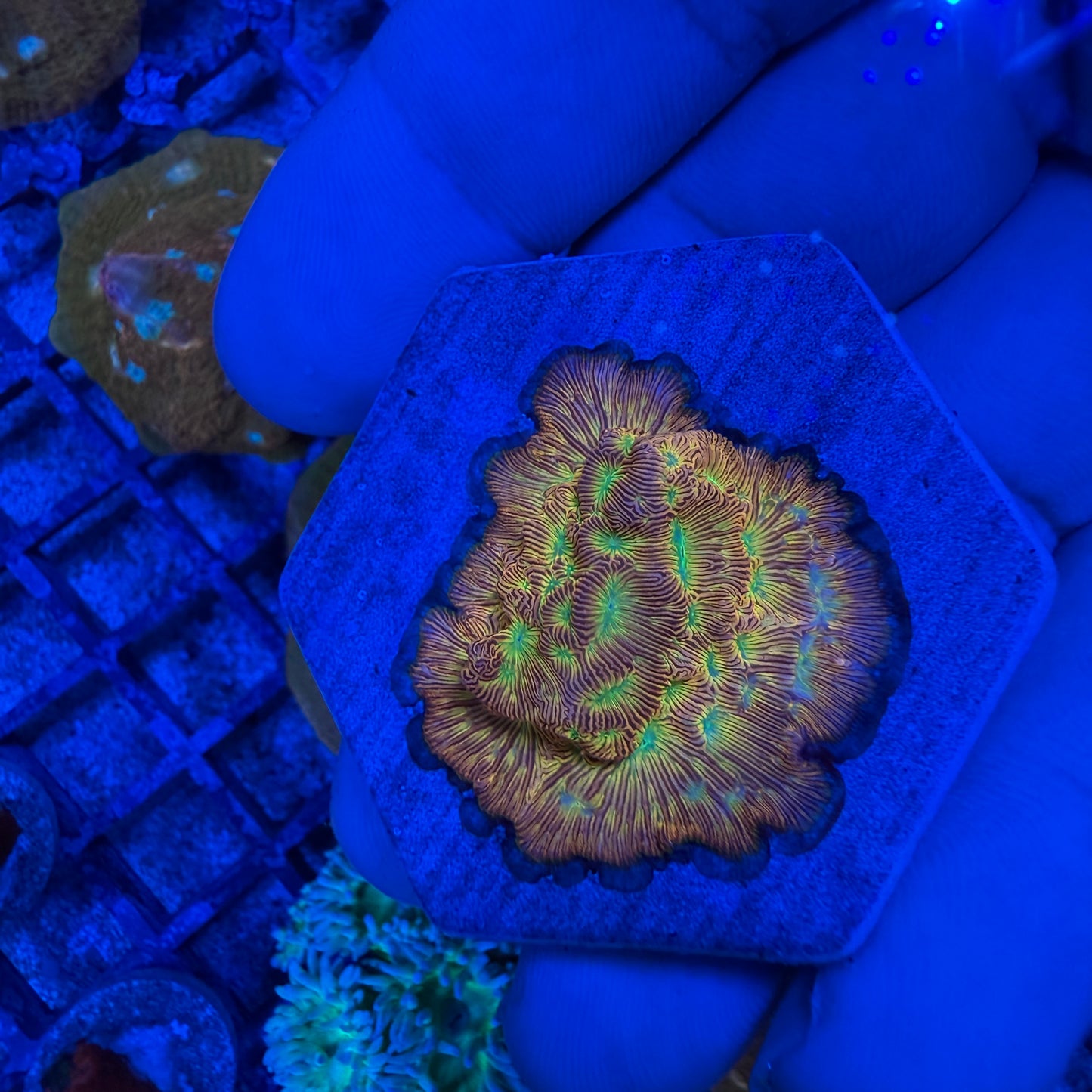 Jack O Lantern Leptoseris