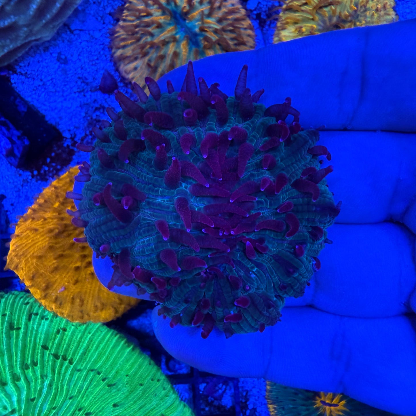 WYSIWYG Ultra Plate Coral