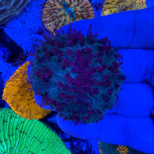 WYSIWYG Ultra Plate Coral