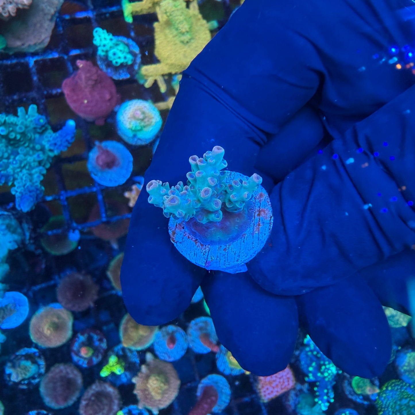 WYSIWYG AS Joker Acro