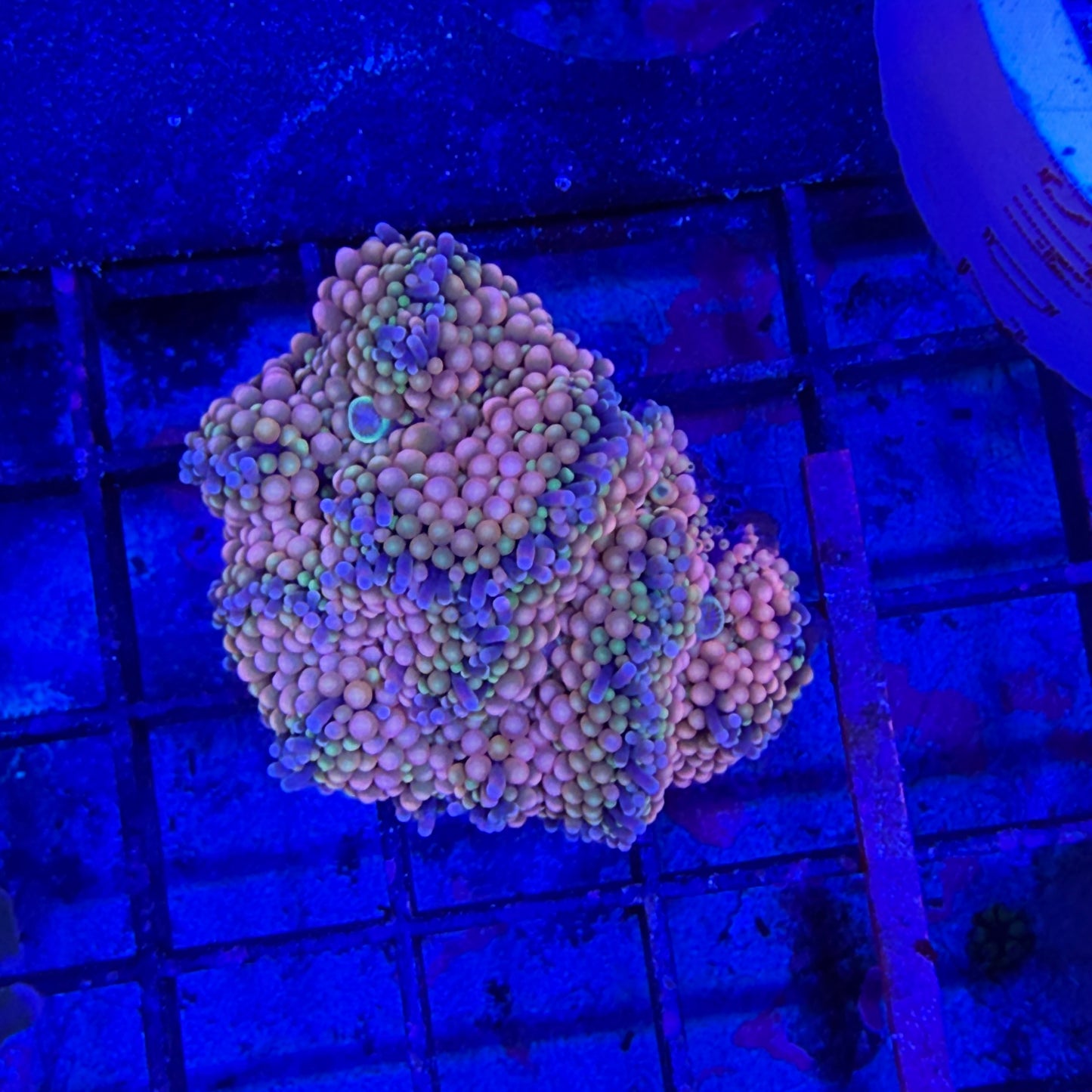 WYSIWYG Ricordea Muchroom Coral Cluster