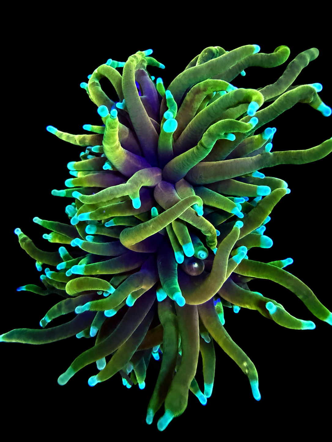 WYSIWYG Blowtorch Torch Coral