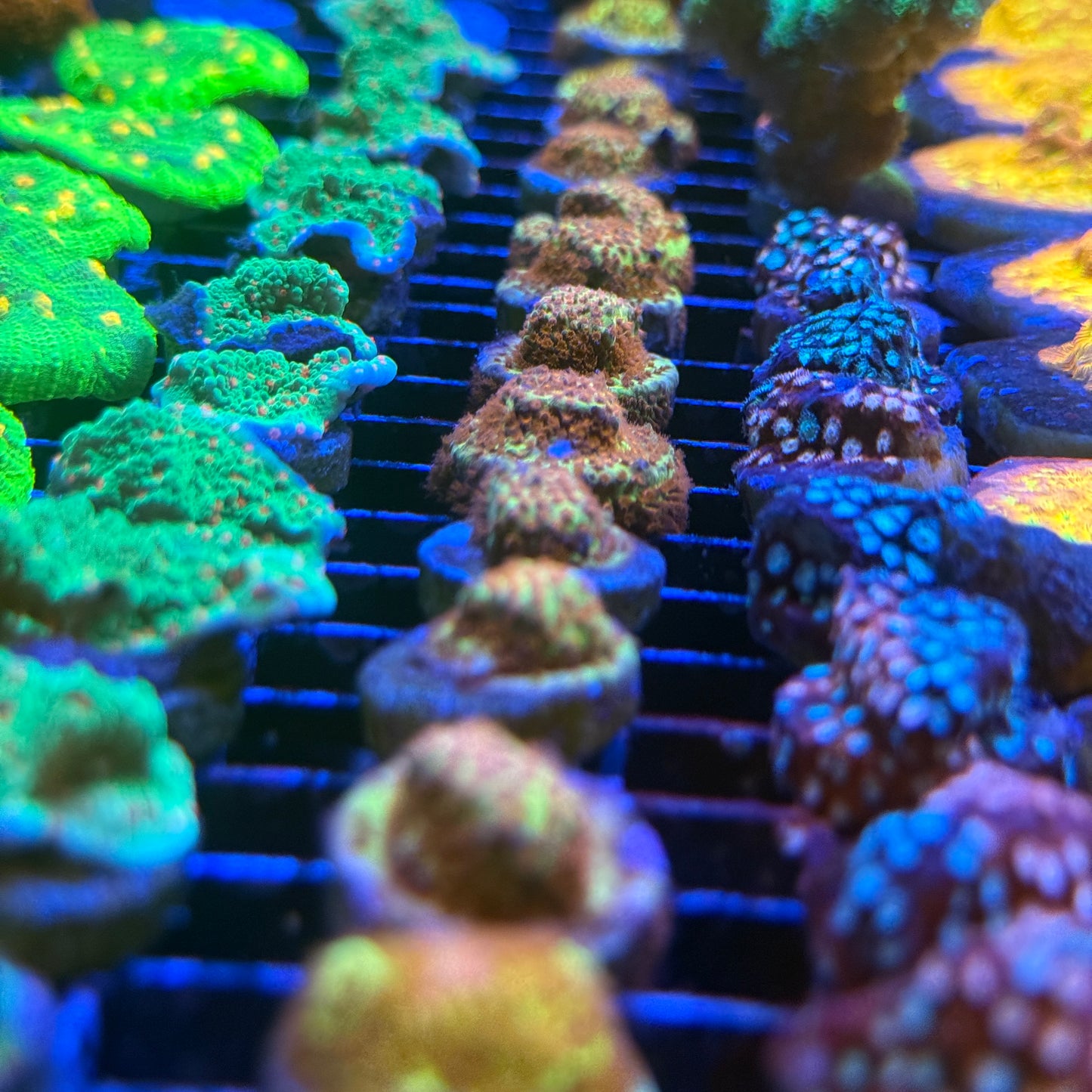 Burning Banana Stylo