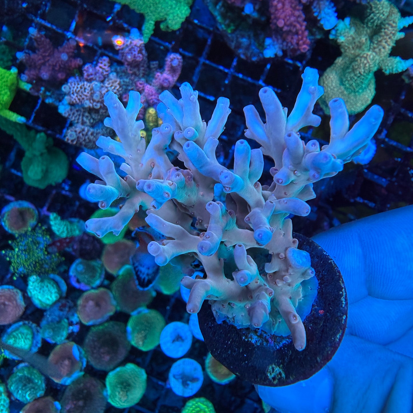 AS Acropora Lokani