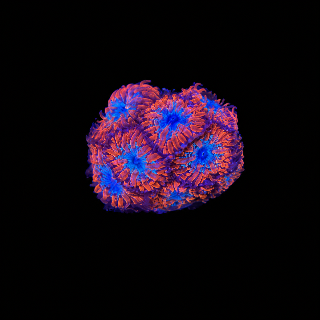 WYSIWYG Blasto Coral Frag
