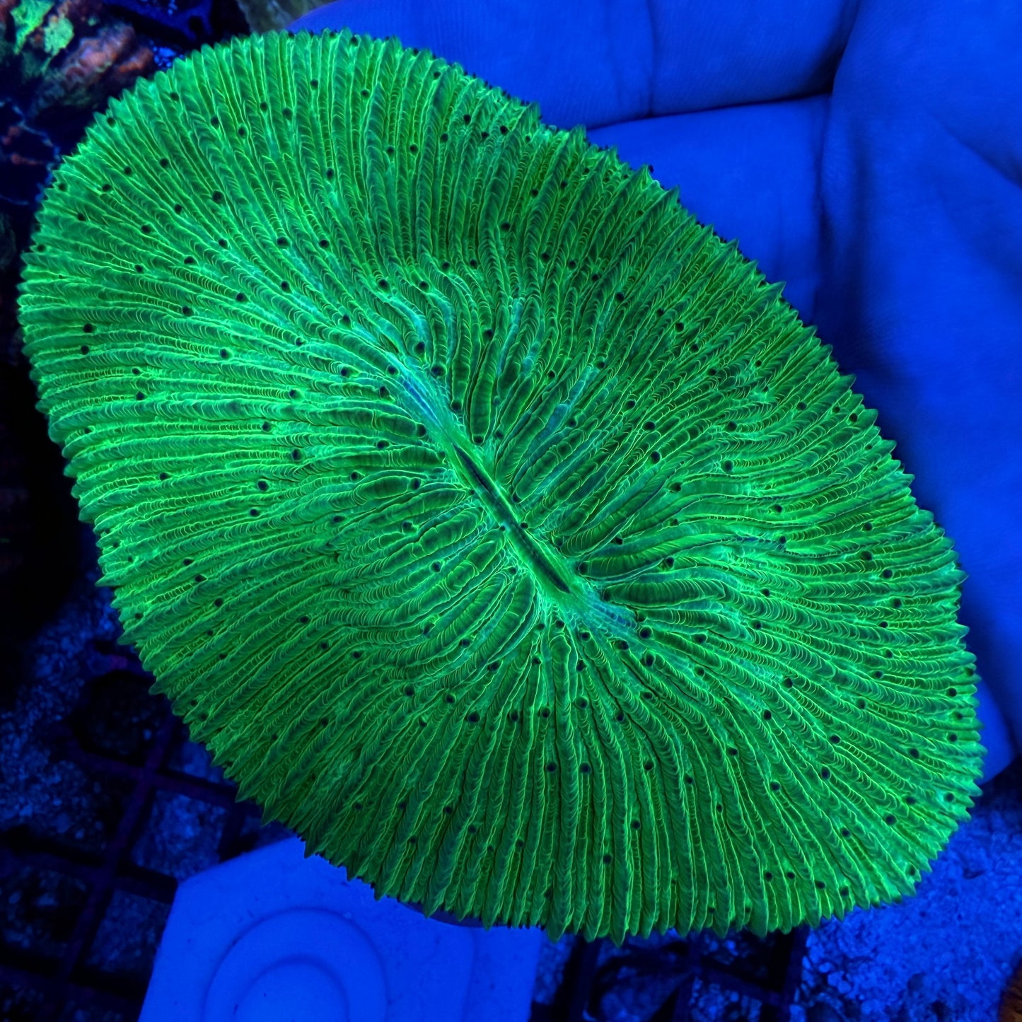 WYSIWYG Green Plate Coral