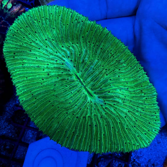 WYSIWYG Green Plate Coral