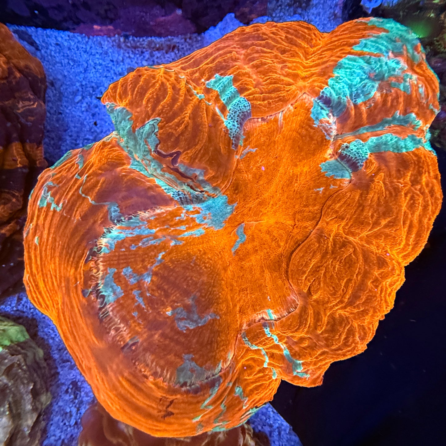 WYSIWYG Acanthophyllia