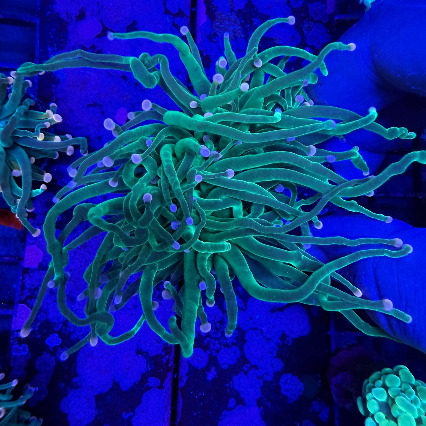 WYSIWYG Cotton Candy Torch