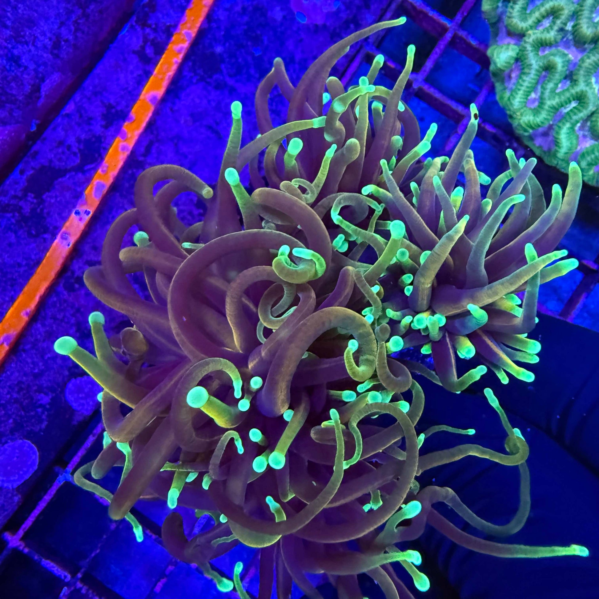 Gold Finger torch coral with bright gold flowing tentacles and green base under blue reef lighting