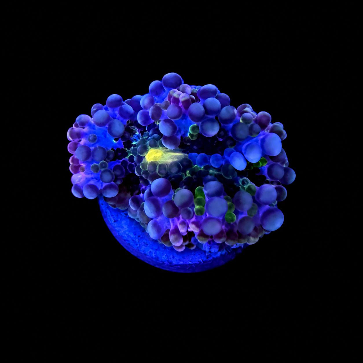 WYSIWYG High End Yuma Coral