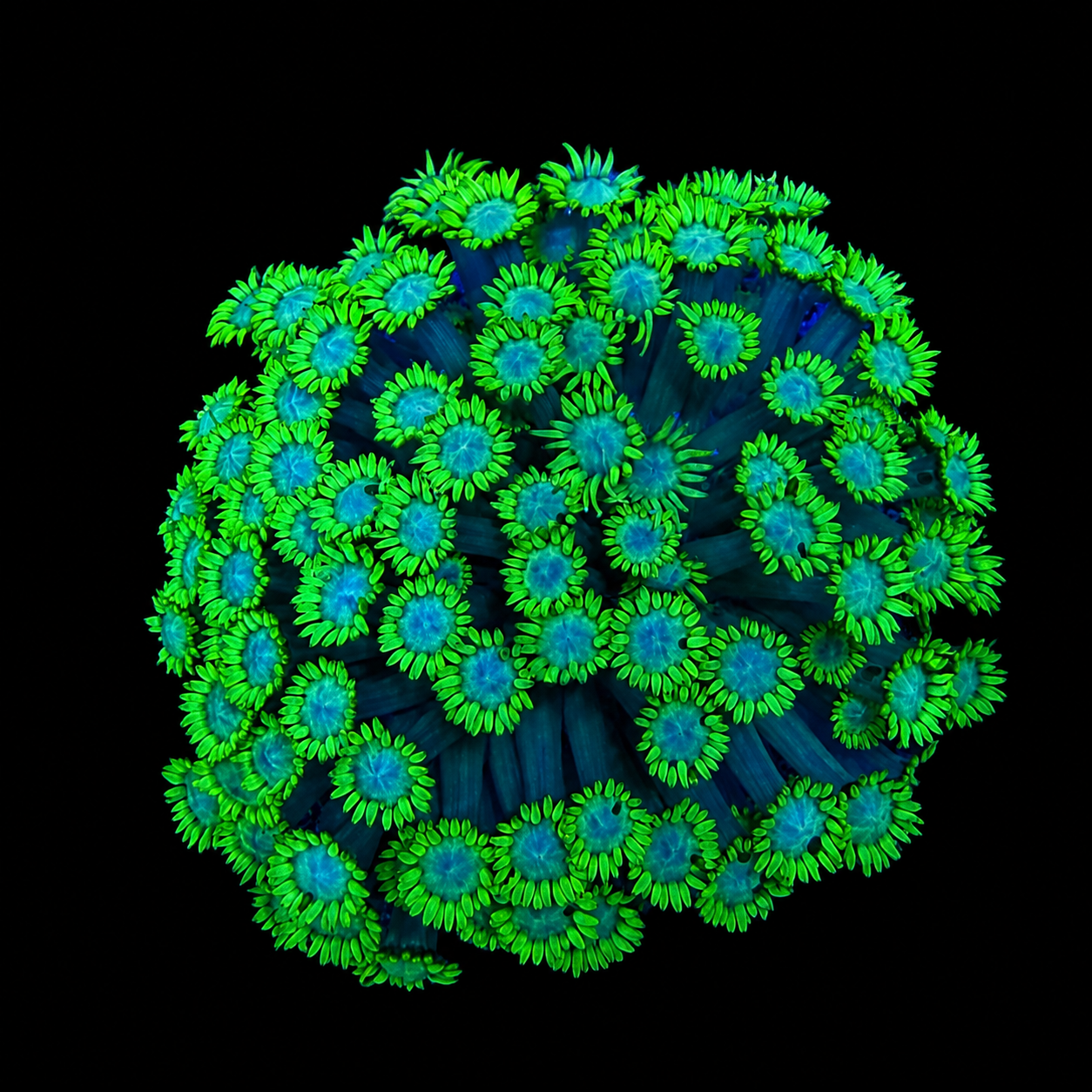 WYSIWYG Goniopora Coral
