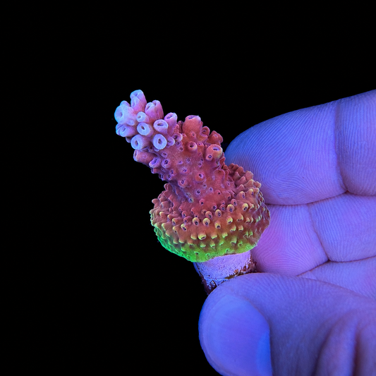 WYSIWYG Pink Cadillac Coral Frag