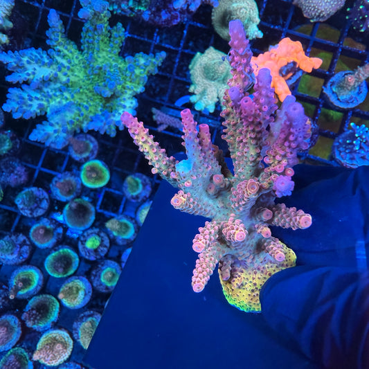 WYSIWYG PC Rainbow Acropora Colony