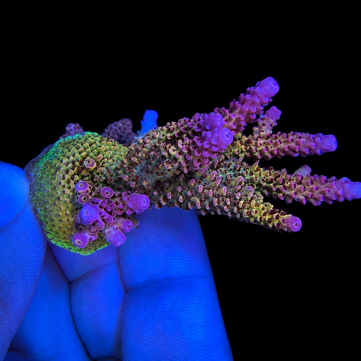 WYSIWYG PC Rainbow Coral Colony