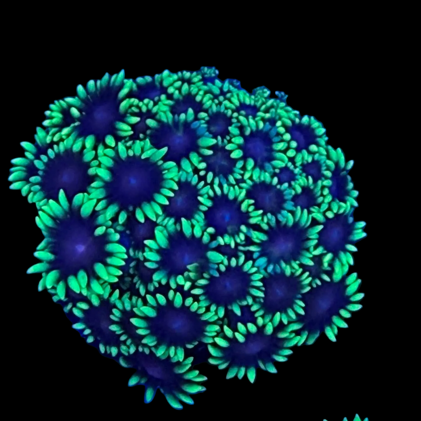 WYSIWYG Ultra Goniopora Coral