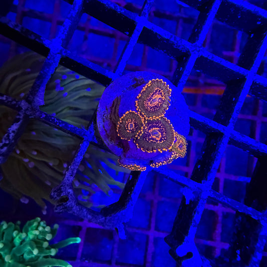 WYSIWYG JF Azz Krakatoa Zoas