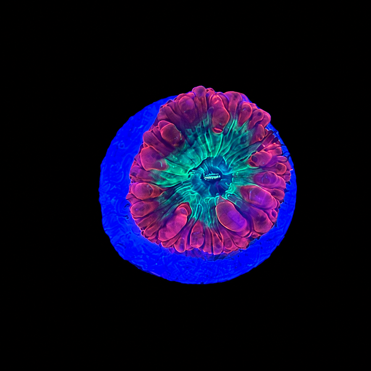 Ultra Blasto Coral Frag