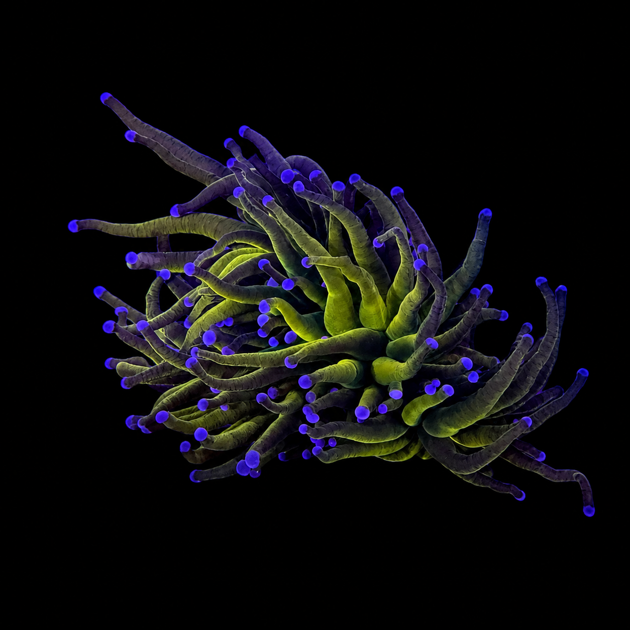 WYSIWYG Gold Torch Coral