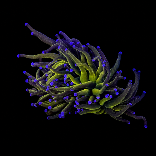 WYSIWYG Gold Torch Coral