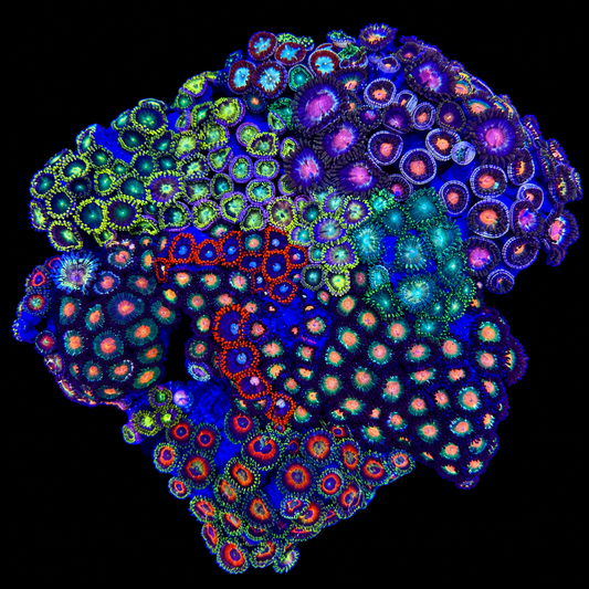 WYSIWYG Zoanthid Coral Garden