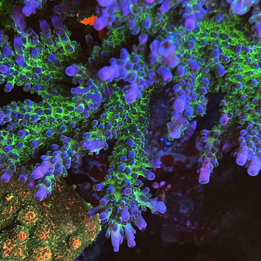 Miyagi Tort Acropora